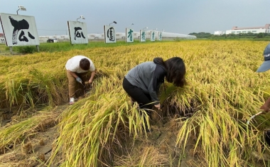 2020太康農場榖東會割稻飯