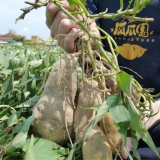 Awarded “the top 10 excellent farmers” and “ShenNong Award”