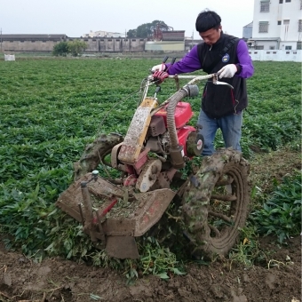 Vine Removal