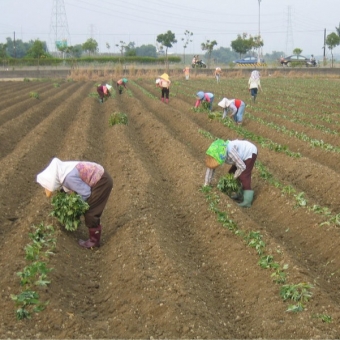 Planting