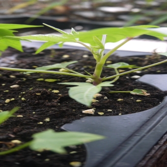 Plug Tray Plantation