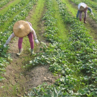 Turning Vines/Weeding